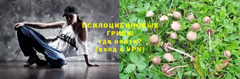 площадка какой сайт  Новая Ляля  Псилоцибиновые грибы MAGIC MUSHROOMS 